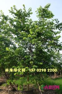 红花紫荆